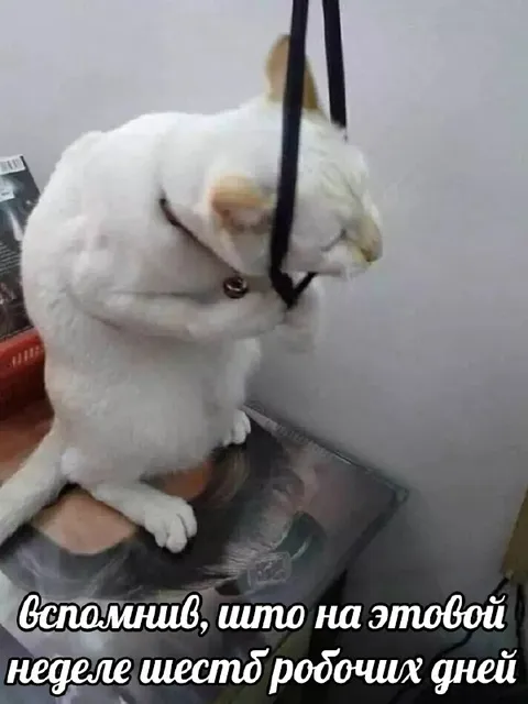 Кот вспомнил про шесть рабочих дней