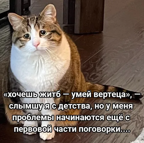 Кот не умеет вертеться