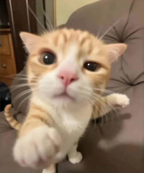 Рыжий котик смотрит в душу