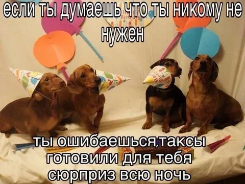 Таксы готовили сюрприз всю ночь