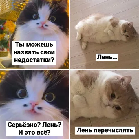 Кот перечисляет свои недостатки