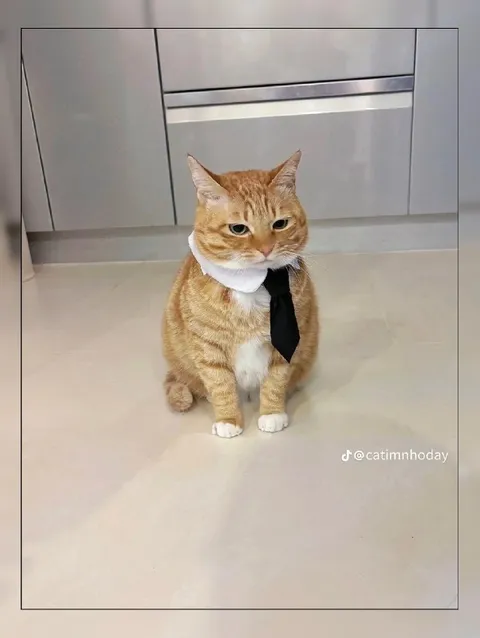 Кот в галстуке на собеседовании