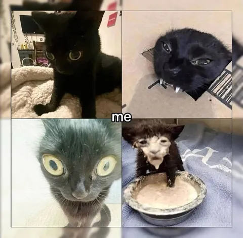 Me as a Weird Black Cat