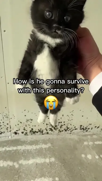 Kitten With Too Much Personality