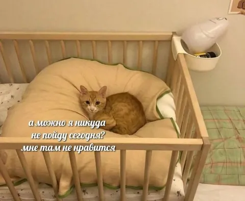 Кот не хочет идти