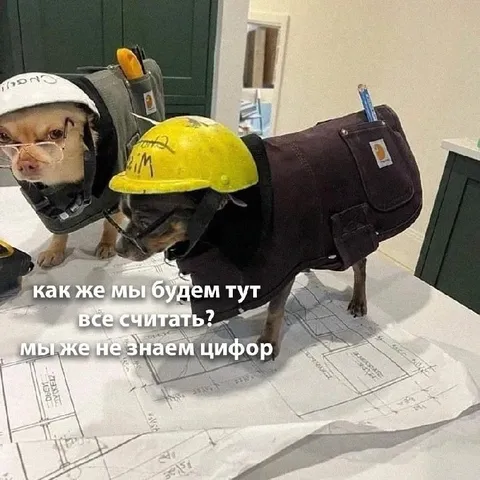 Собаки не знают цифор