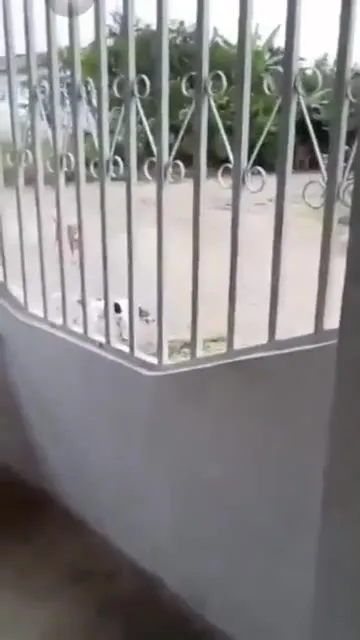 Кот, который оказался собакой