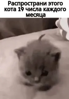 Кот 19 числа каждого месяца