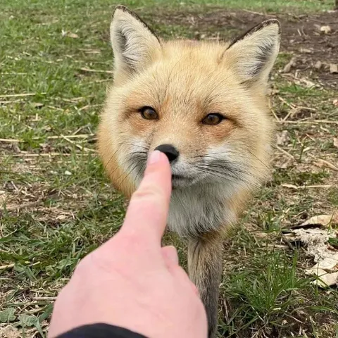 Лисёнок и палец