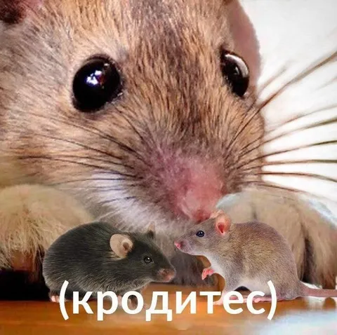 Кродитесь, мыши