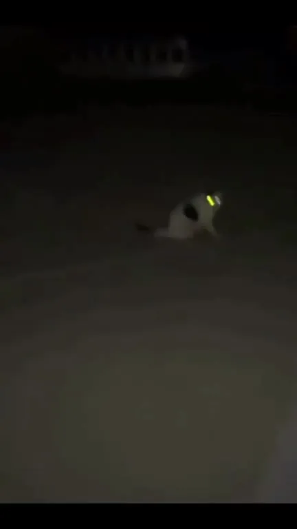 Cat Looks Like Hitler