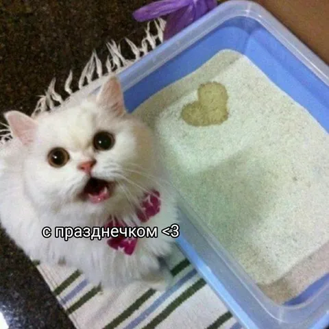 Котик с праздничным сюрпризом