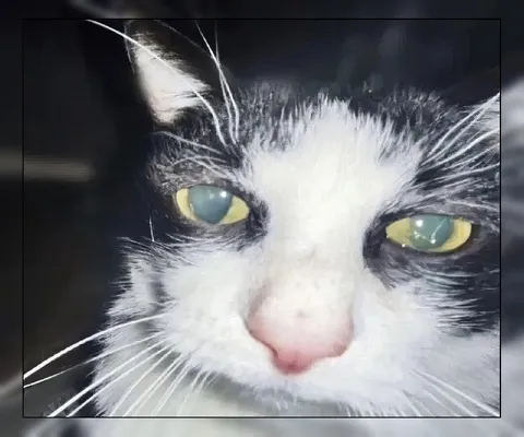 Очень близкий взгляд кота