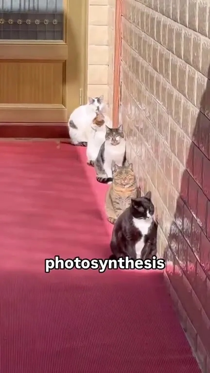 Cats Doing Photosynthesis