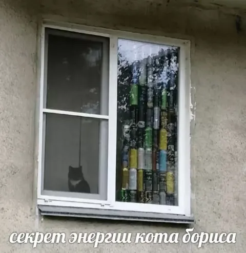 Секрет энергии кота Бориса