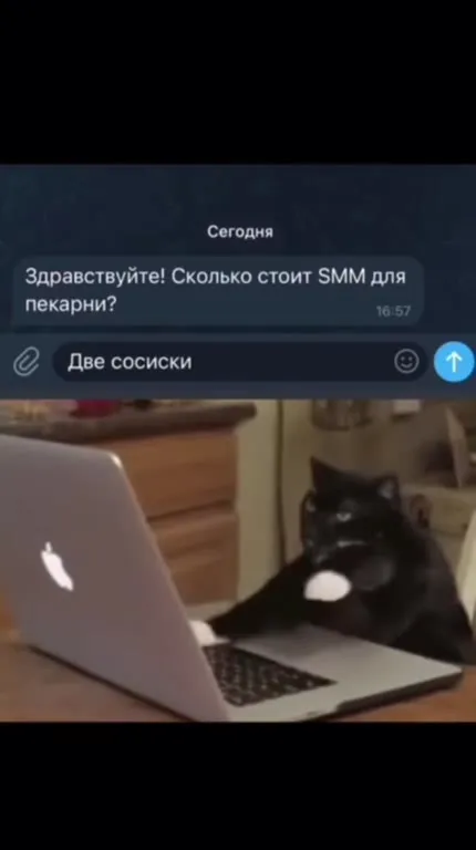 Кот отвечает заказчику
