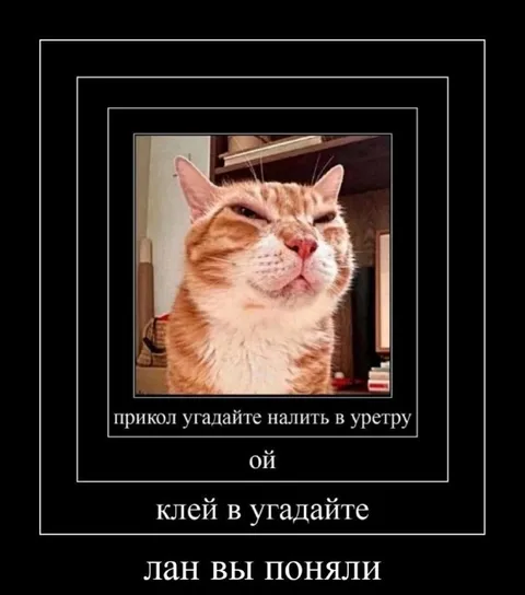 Кот и бесконечная шутка