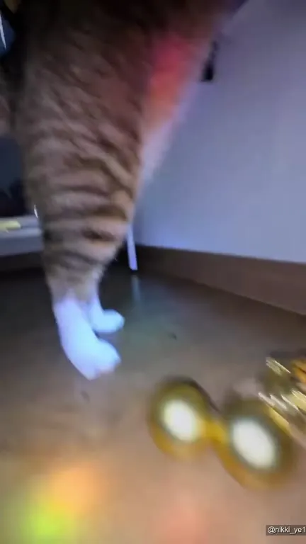 Кот на дискотеке с мышами