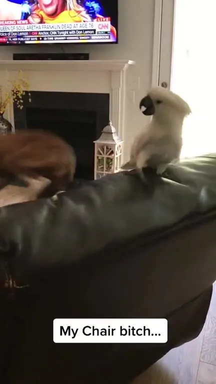 My Chair Bitch Dancing Cockatoo