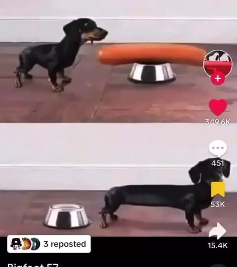 Dachshund Gets Told to Die