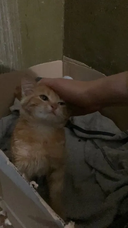 Кот в коробке под рукой