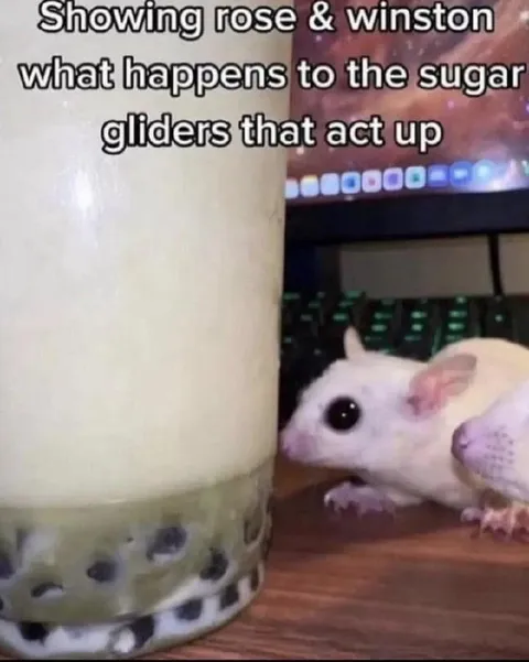 Sugar Gliders Act Up