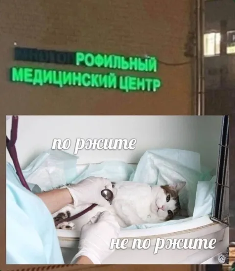 Кот не по жизни