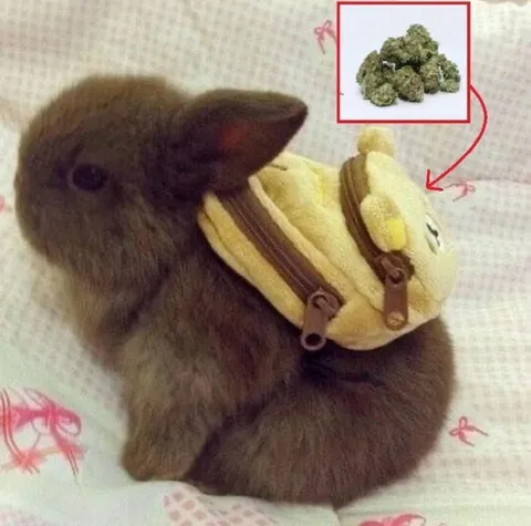 Хомяк в костюме банана