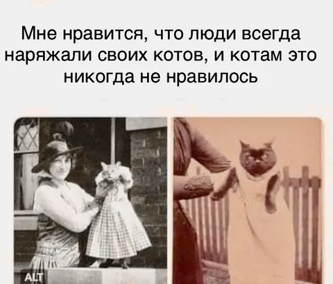 Коты в нелюбимой одежде