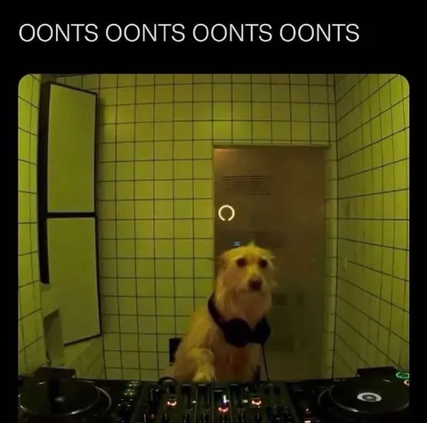 Oonts Oonts DJ Dog