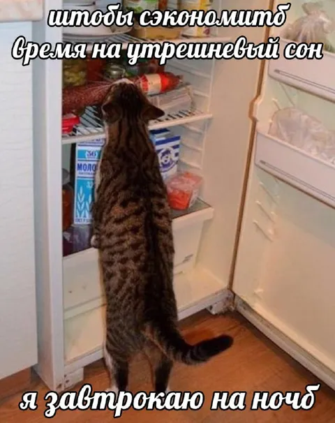 Кот завтракает ночью