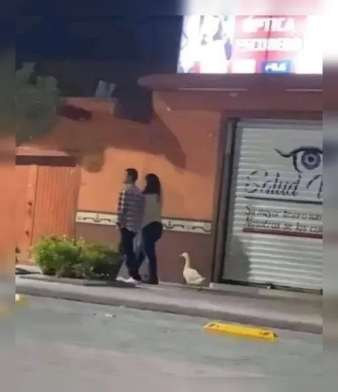 Гусь идёт за парой