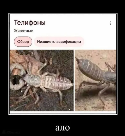 Телефоны и низшие классификации
