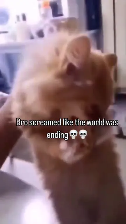 Cat Screamed Like the World Was Ending
