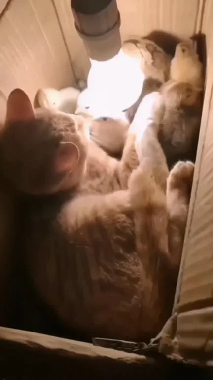 Кошка стала мамой цыплятам