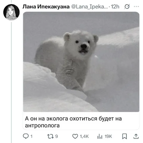 Белый медведь охотится на антрополога