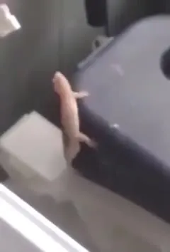 Ящерица внутри стиральной машины