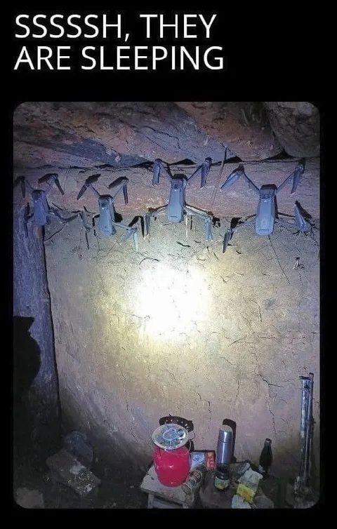 Bats Are Sleeping