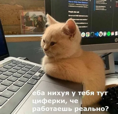 Кот проверяет рабочие циферки