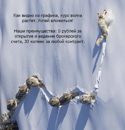 Курс волка растет