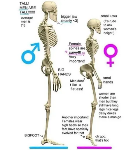 Male and Female Skeleton Differences
