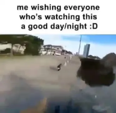 Cats Wish You a Good Day