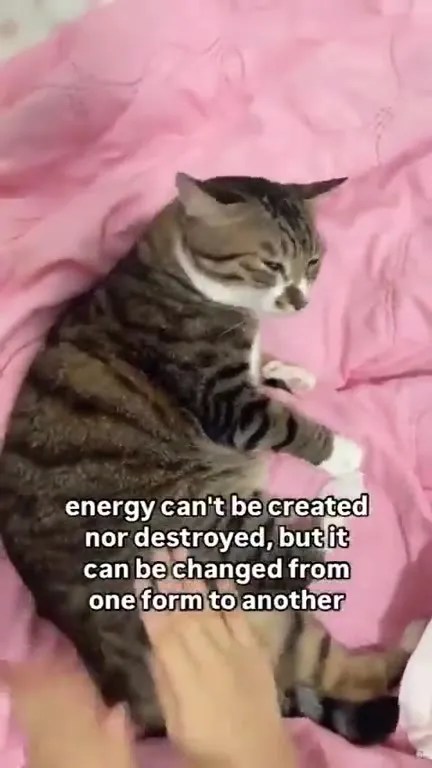 Cat Converts Energy Into Cuddles