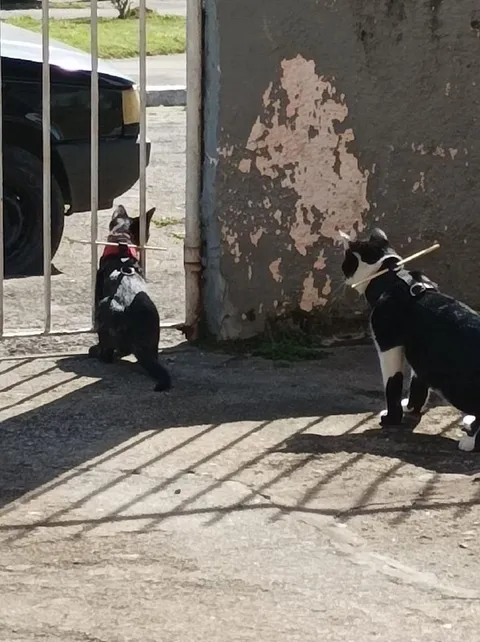 Коты у ворот с палками