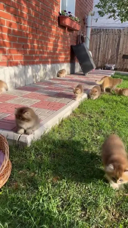 Утро начинается с котят