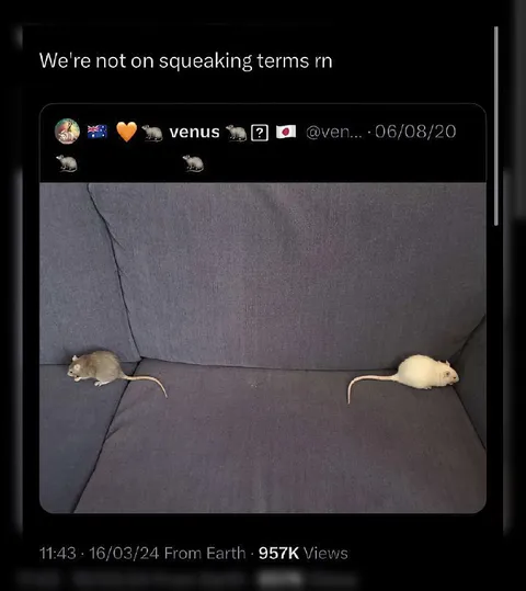 Not on Squeaking Terms