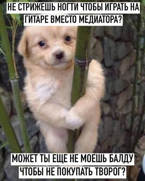 Щенок и странные оправдания