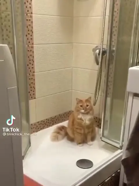 Кот проживает всю неделю