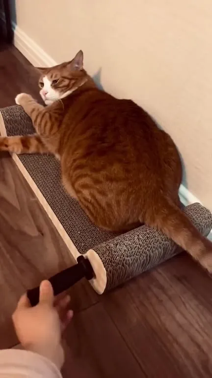 Кот против игрушечного ножа