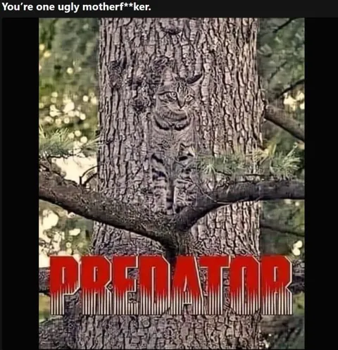 Ugly Motherf**ker Predator Cat